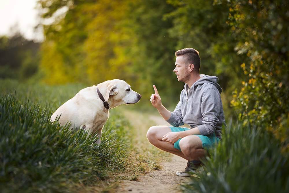 Rike's Hundeschule