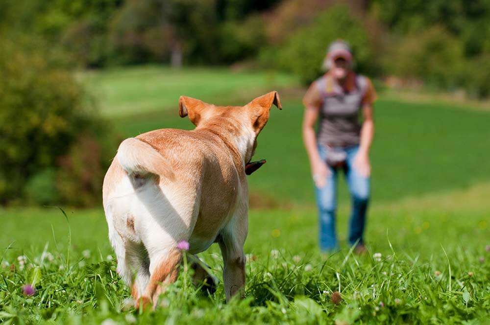 Rike's Hundeschule